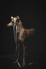 Little italian greyhound dog decorated with flower and ribbon standing on black background — Stock Photo