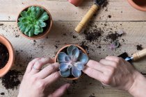 Крупним планом людські руки висаджують рослини кактусів на дерев'яну поверхню — стокове фото
