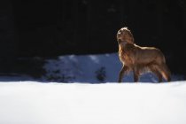 Коричневый ирландский сеттер гуляет по залитым солнцем снежным лугам — стоковое фото
