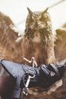 Búho de pie en la mano con guante en natur - foto de stock