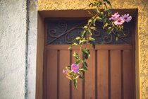 Ramoscelli albero con eleganti fiori rosa appesi vicino alla porta di legno di costruzione — Foto stock