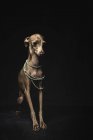 Pequeno italiano galgo cão vestindo colar talão sentado no fundo preto — Fotografia de Stock