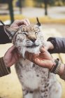 Close-up of male hands stroking lynx — Stock Photo
