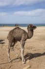 Cammello in piedi sulla spiaggia, Tanger, Marocco — Foto stock
