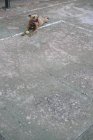 Собака играет в теннис на открытом воздухе — стоковое фото