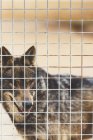 Marrone lupo soffice in piedi in gabbia e guardando lontano nello zoo — Foto stock