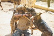 Hombre luchando con lobos en jaula en zoológico - foto de stock