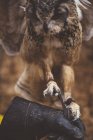 Сова сидит на кожаной перчатке хозяина в природе — стоковое фото