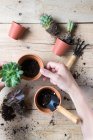 Primer plano de las manos humanas plantación de plantas de cactus - foto de stock