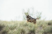 Коричневый волк прыгает по зеленой траве в резерве — стоковое фото