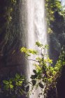 Maestosa cascata che scorre nella giungla, Messico — Foto stock