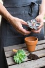 Human hands planting cactus plant in pot — Stock Photo
