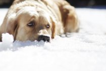Печальный золотистый ретривер, лежащий в снегу — стоковое фото