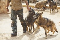 Человек, играющий с коричневыми волками в зоопарке — стоковое фото