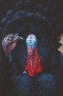 Close-up of black feathered Turkeys with colorful heads — Stock Photo