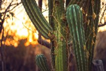 Huge cactus with wooden inscription plate growing among young trees — Stock Photo