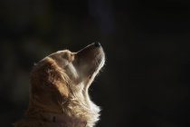 Close-up of golden retriever looking up outdoors — Stock Photo