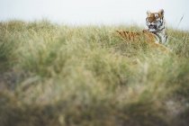 Tigre descansando na grama verde na reserva — Fotografia de Stock