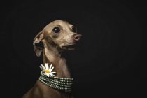 Pequeño perro galgo italiano con collar de cuentas y flor de manzanilla sobre fondo negro - foto de stock