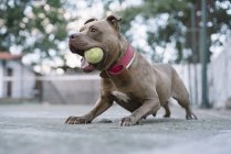 Active pitbull playing with ball outdoors — Stock Photo
