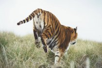 Striped graceful tiger in green grass in nature — Stock Photo