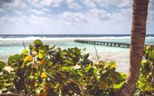 Кустарник растет на берегу Карибского моря в солнечный день, Мексика — стоковое фото