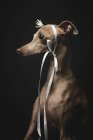 Маленька італійська собака з грейхаунд, прикрашена квіткою та стрічкою, що дивиться на чорний фон — стокове фото