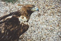 Falcon sitting on the ground and looking away — Stock Photo