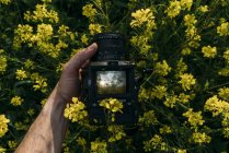 Крупным планом человеческая рука фотографирует желтые цветы в природе — стоковое фото