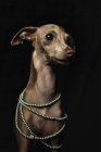 Petit chien de lévrier italien portant collier de perles sur fond noir — Photo de stock