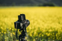 Ретро фотоаппарат на поле желтых цветов — стоковое фото