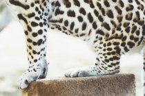 Close-up de leopardo manchado sentado em pedaço de madeira no zoológico — Fotografia de Stock