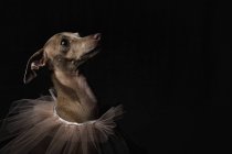 Perro galgo italiano con velo sobre fondo negro - foto de stock