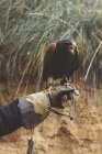 Close-up de falcão sentado na mão usando luva de couro — Fotografia de Stock