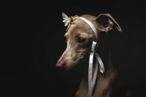 Lindo perro galgo italiano decorado con flor y cinta mirando hacia otro lado sobre fondo negro - foto de stock