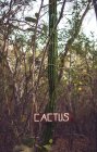 Huge cactus with wooden board with inscription growing among trees — Stock Photo