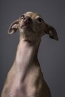 Primer plano de pequeño perro galgo italiano mirando hacia arriba sobre fondo gris - foto de stock