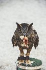 Close-up of Owl holding killed mouse and looking at camera — Stock Photo