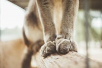 Лапы рыси кошки сидят на ветке дерева в зоопарке — стоковое фото