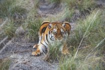 Tigerjagd im grünen Gras in der Natur — Stockfoto