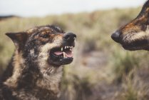 Dois lobos rugindo um sobre o outro na natureza — Fotografia de Stock