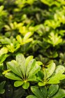 Piccole goccioline di acqua pulita che coprono foglie di piante in giardino — Foto stock