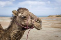 Close-up de Camel em pé na praia, Tanger, Marrocos — Fotografia de Stock
