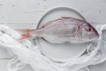 Raw red sea bream fish on white plate on wooden surface — Stock Photo