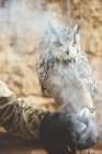 Close-up of Owl sitting on hand with leather glove in smoke — Stock Photo