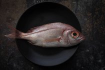 Raw red sea bream fish on black plate — Stock Photo