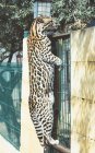 Stained leopard standing on grid on back paws in zoo — Stock Photo