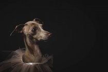 Cane levriero italiano con velo su sfondo nero — Foto stock