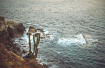 Кактус растет на скале в морской воде — стоковое фото