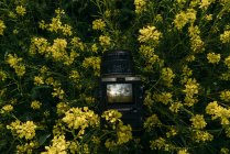 Retro photo camera with photo of nature with yellow flowers on display — Stock Photo